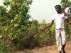 PODCAST – Santali Song 2023 { Kada Gupi Gupi }